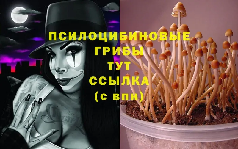 MEGA tor  Рязань  Псилоцибиновые грибы MAGIC MUSHROOMS 